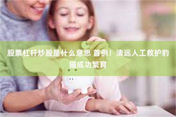 股票杠杆炒股是什么意思 首例！清远人工救护豹猫成功繁育